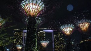 Supertrees against the Marina Bay Sands nightview